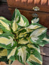 Hosta 'Fire And Ice' - New Forest Hostas & Hemerocallis