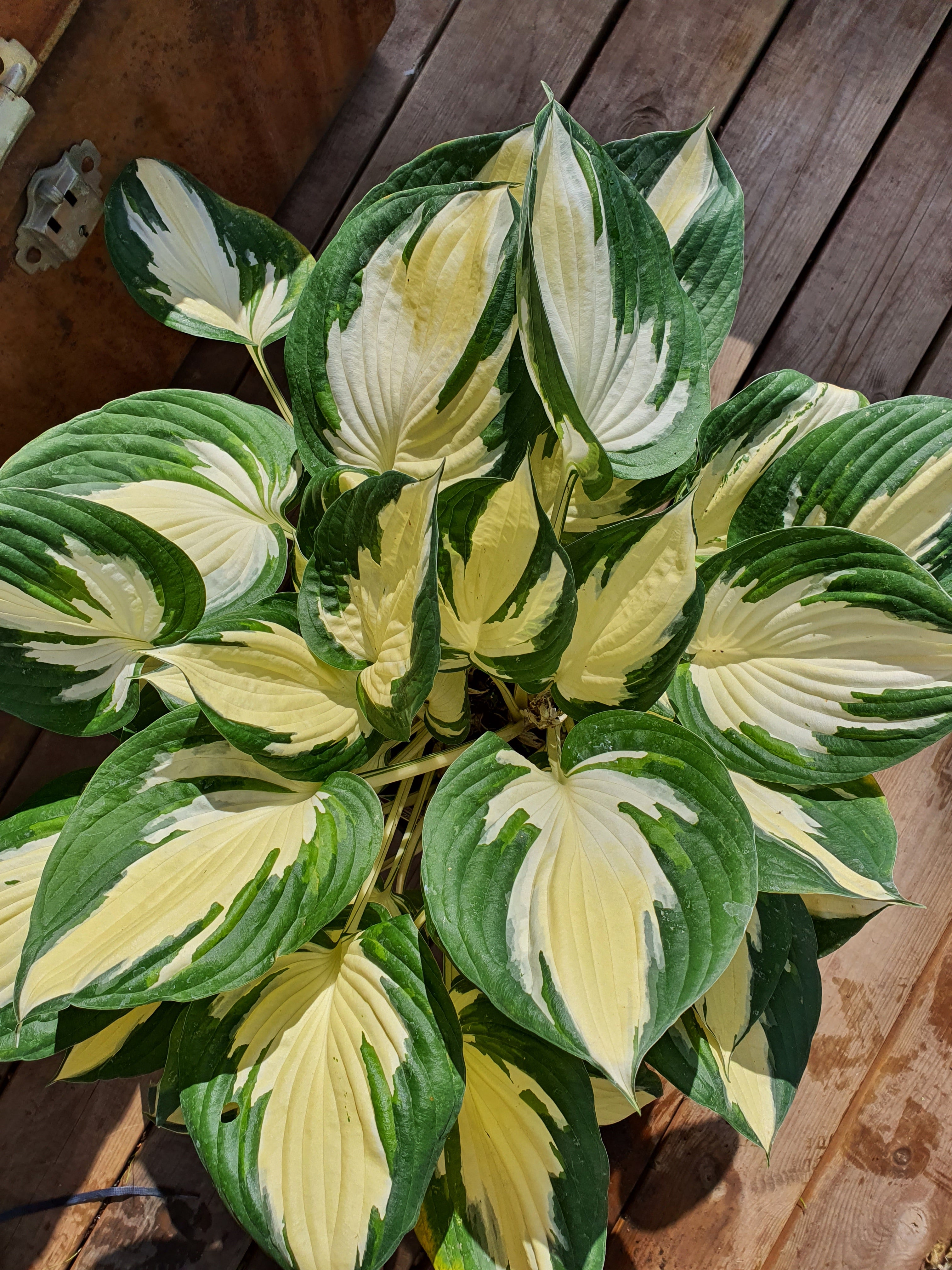 Hosta 'Fire And Ice' - New Forest Hostas & Hemerocallis
