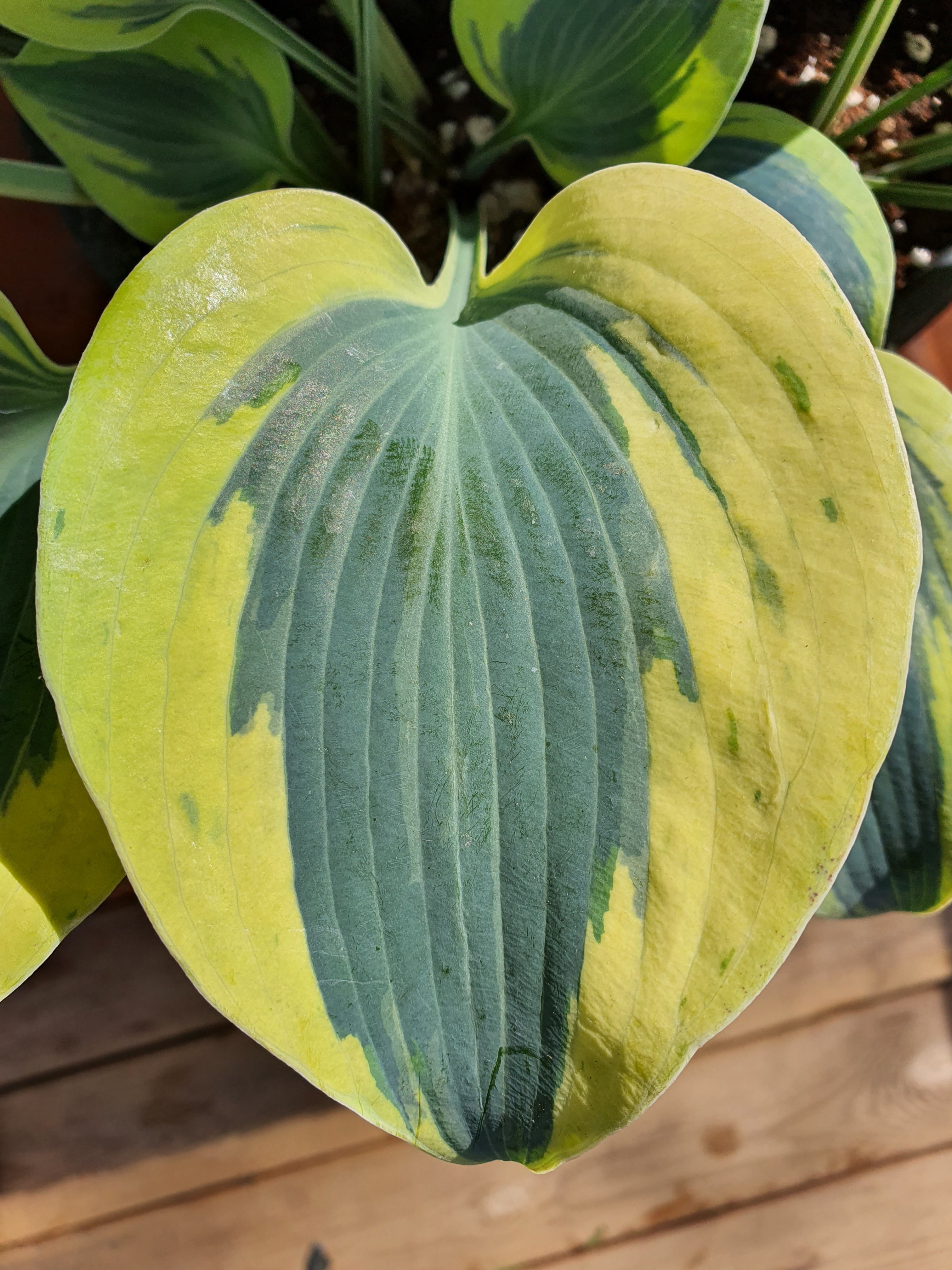 Hosta 'Autumn Frost' - New Forest Hostas & Hemerocallis