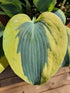 Hosta 'Autumn Frost' - New Forest Hostas & Hemerocallis