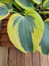 Hosta 'Autumn Frost' - New Forest Hostas & Hemerocallis