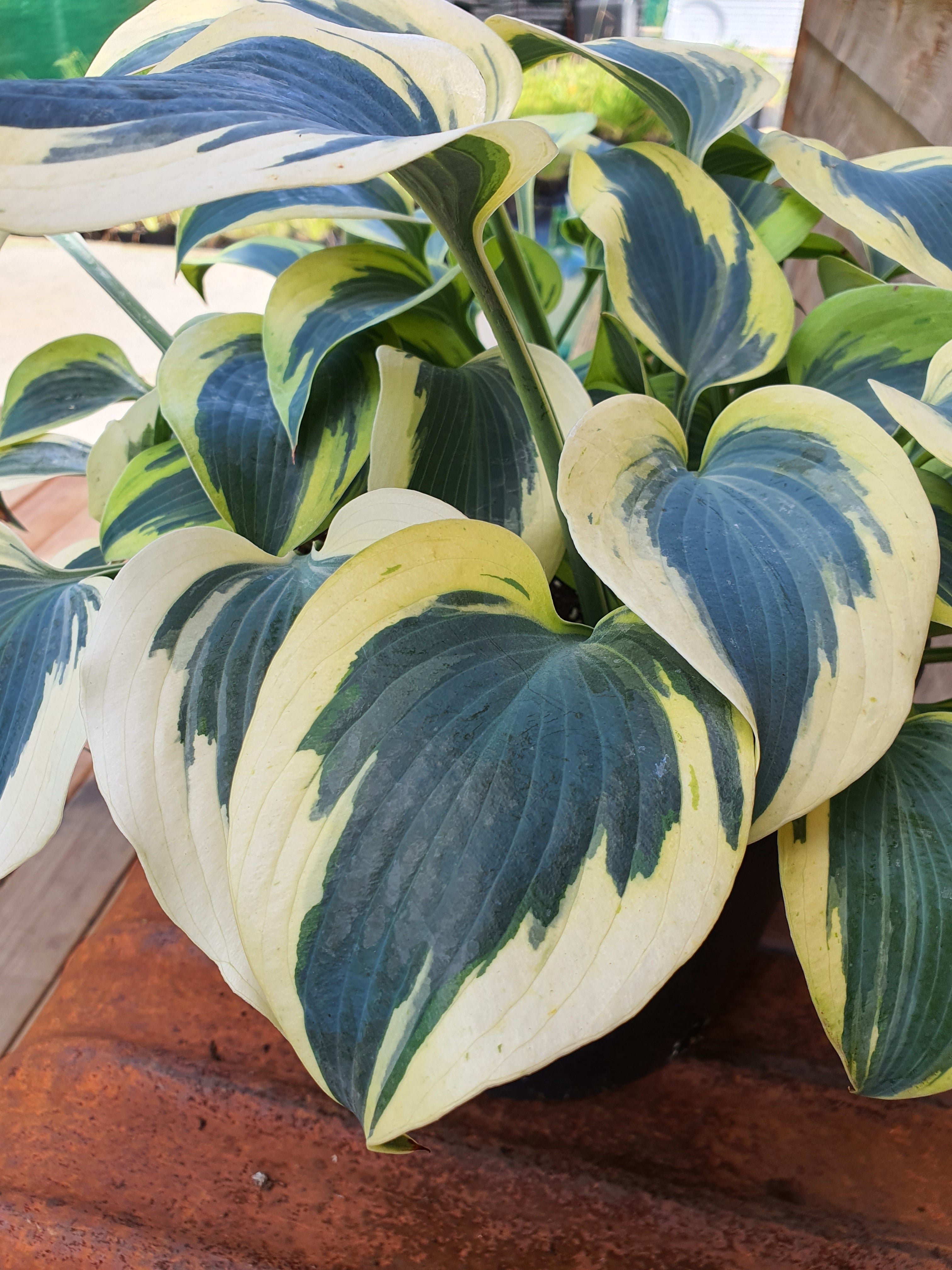 Hosta 'Autumn Frost' - New Forest Hostas & Hemerocallis