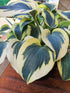 Hosta 'Autumn Frost' - New Forest Hostas & Hemerocallis