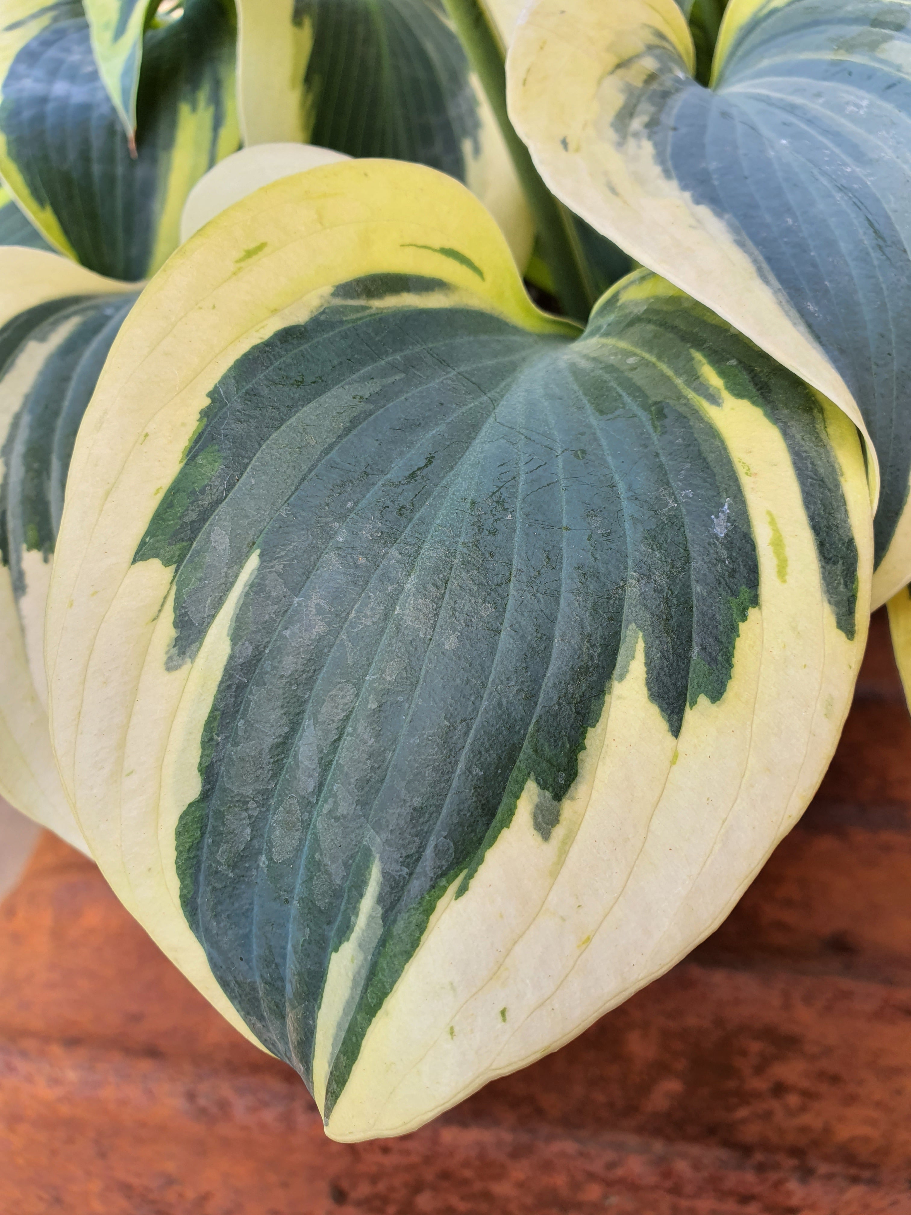 Hosta 'Autumn Frost' - New Forest Hostas & Hemerocallis