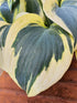 Hosta 'Autumn Frost' - New Forest Hostas & Hemerocallis