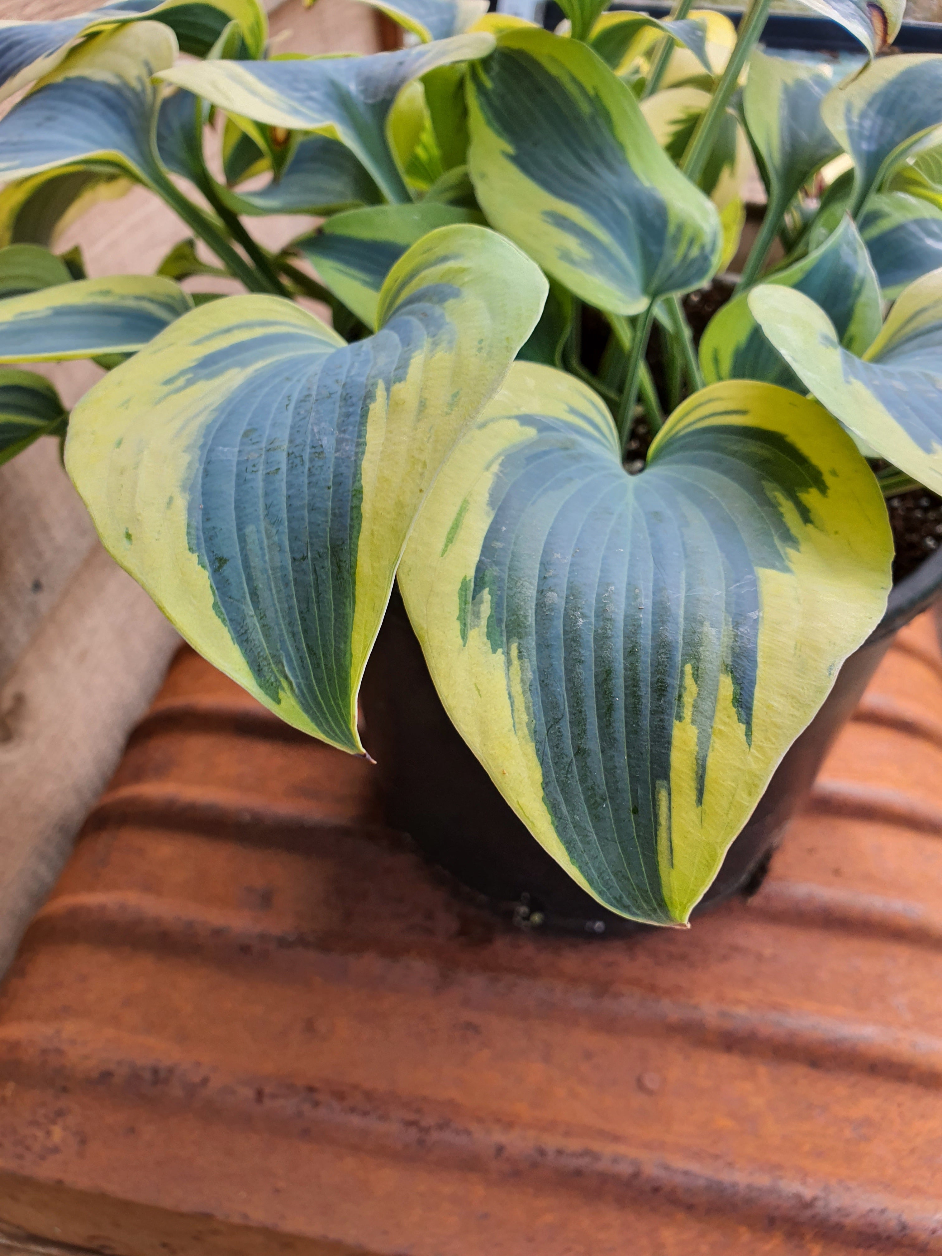 Hosta 'Autumn Frost' - New Forest Hostas & Hemerocallis