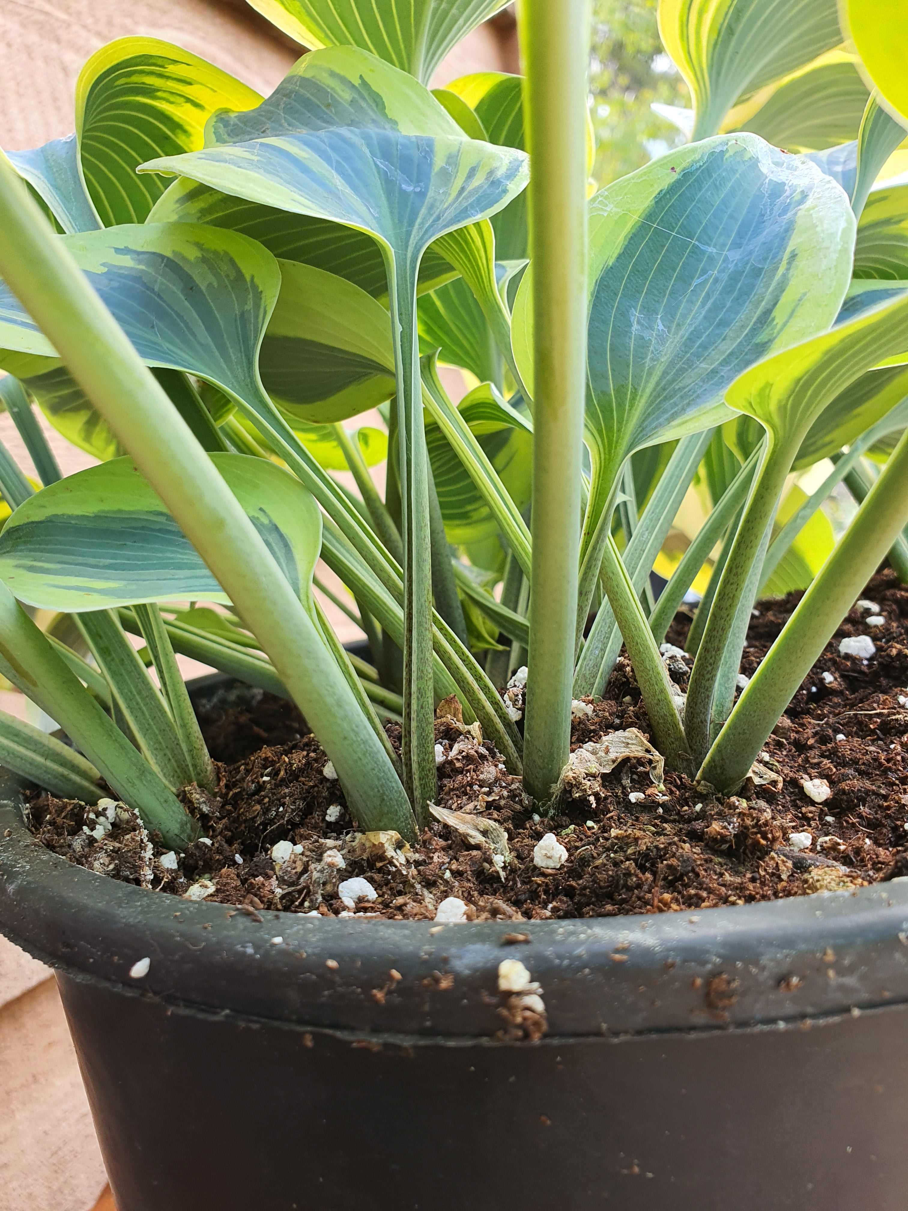 Hosta 'Autumn Frost' - New Forest Hostas & Hemerocallis