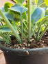 Hosta 'Autumn Frost' - New Forest Hostas & Hemerocallis