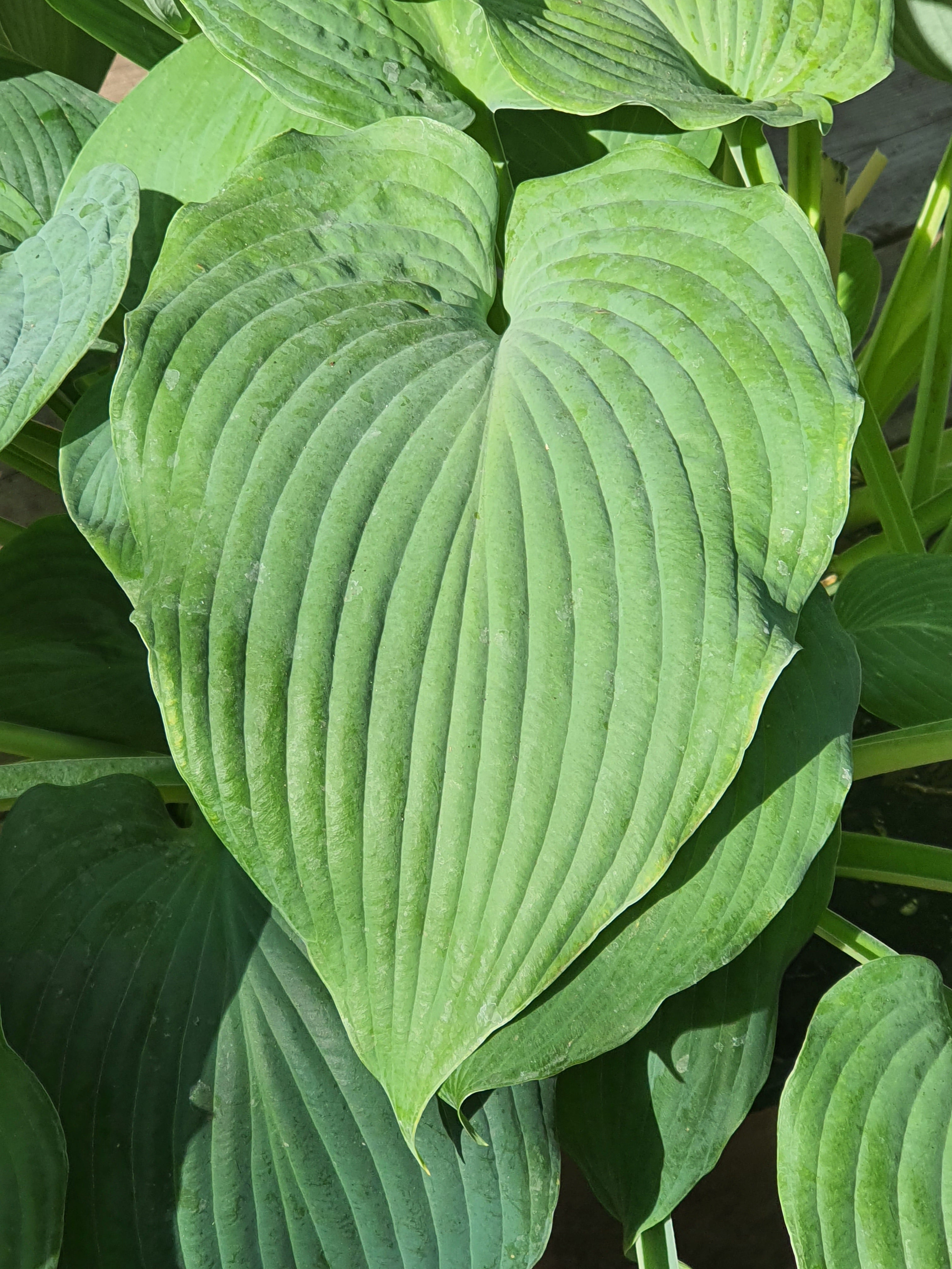 Hosta 'Bressingham Blue' - New Forest Hostas & Hemerocallis