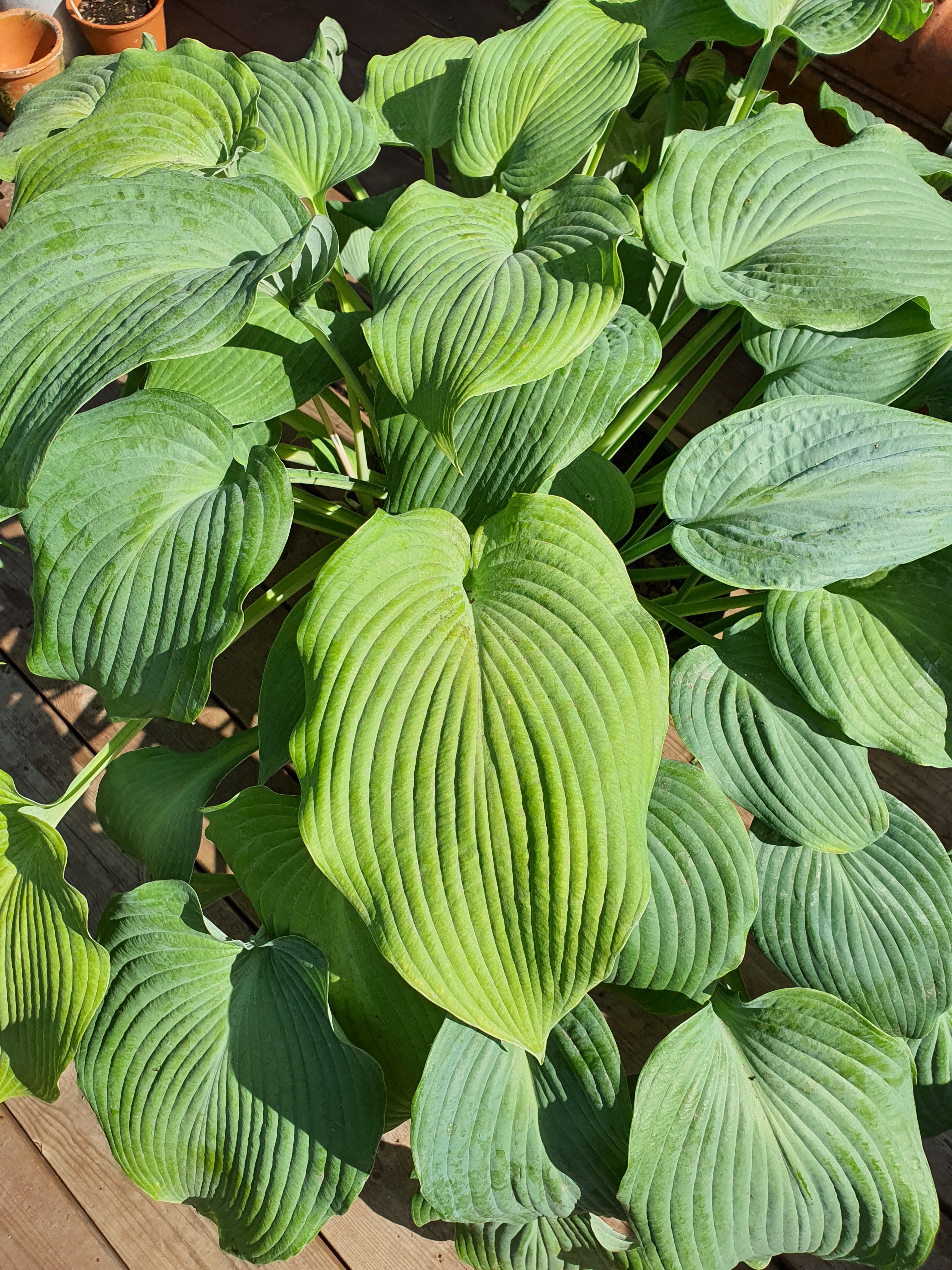 Hosta 'Bressingham Blue' - New Forest Hostas & Hemerocallis