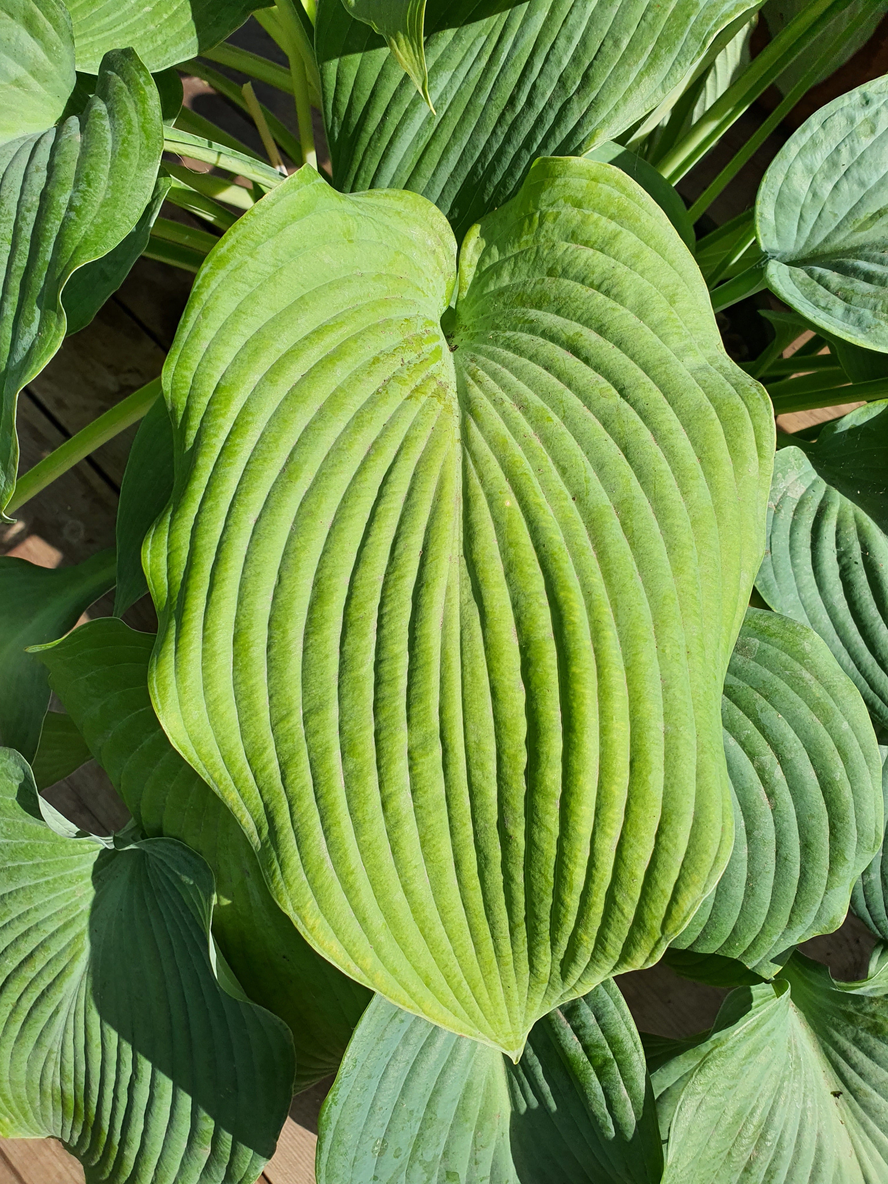 Hosta 'Bressingham Blue' - New Forest Hostas & Hemerocallis