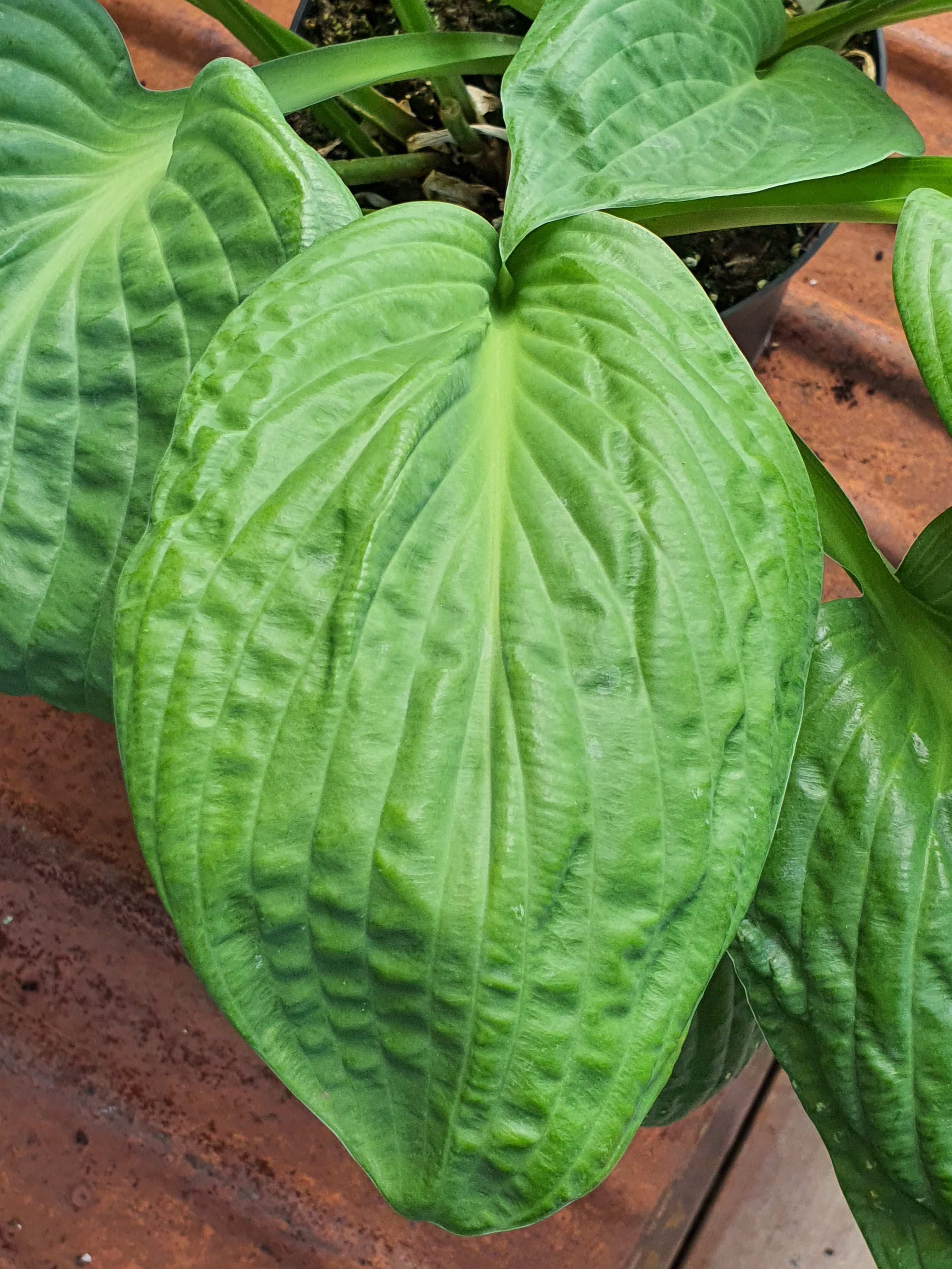 Hosta 'Potomac Pride' - New Forest Hostas & Hemerocallis