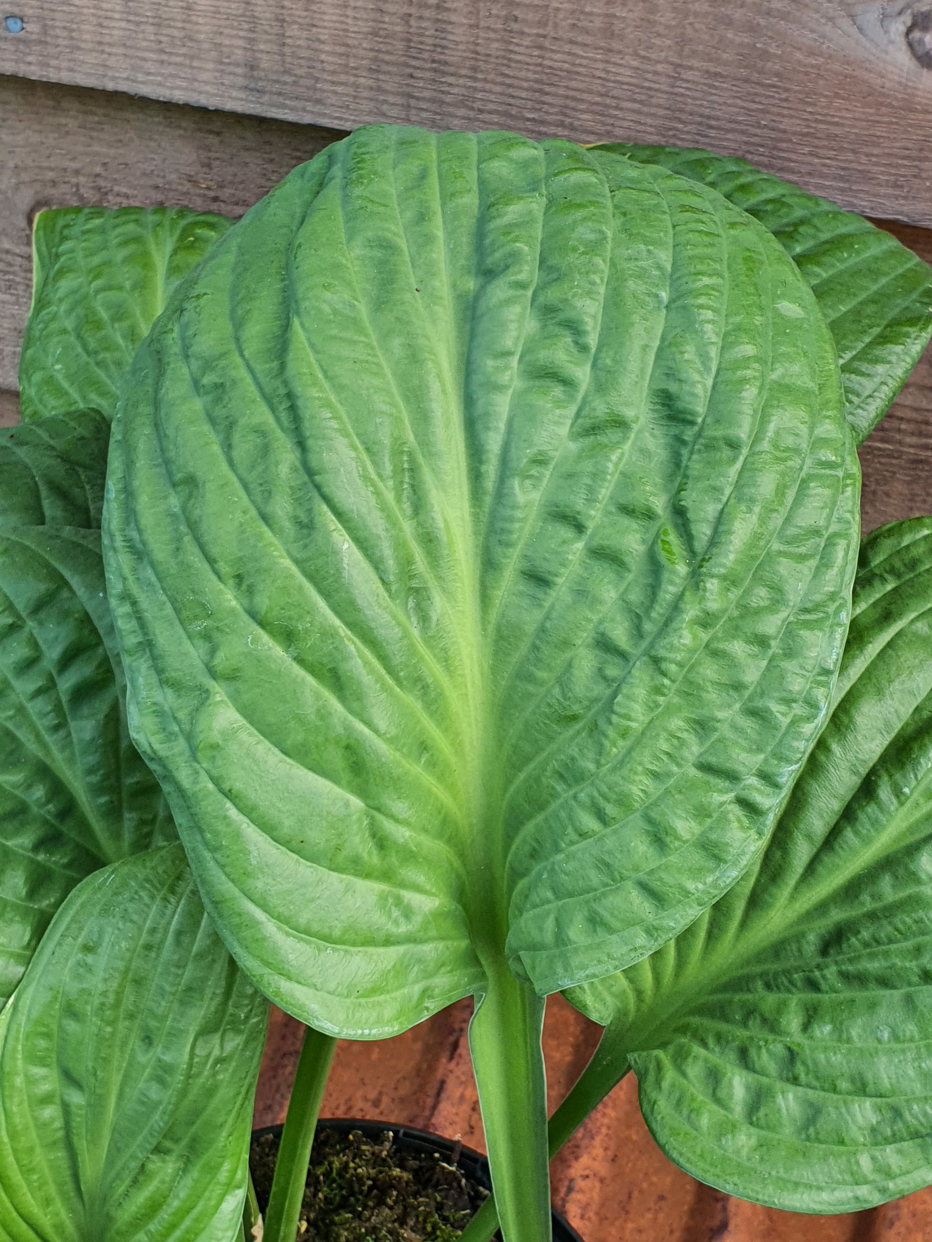 Hosta 'Potomac Pride' - New Forest Hostas & Hemerocallis