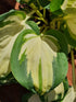 Hosta 'Eleanor Lachman' - New Forest Hostas & Hemerocallis