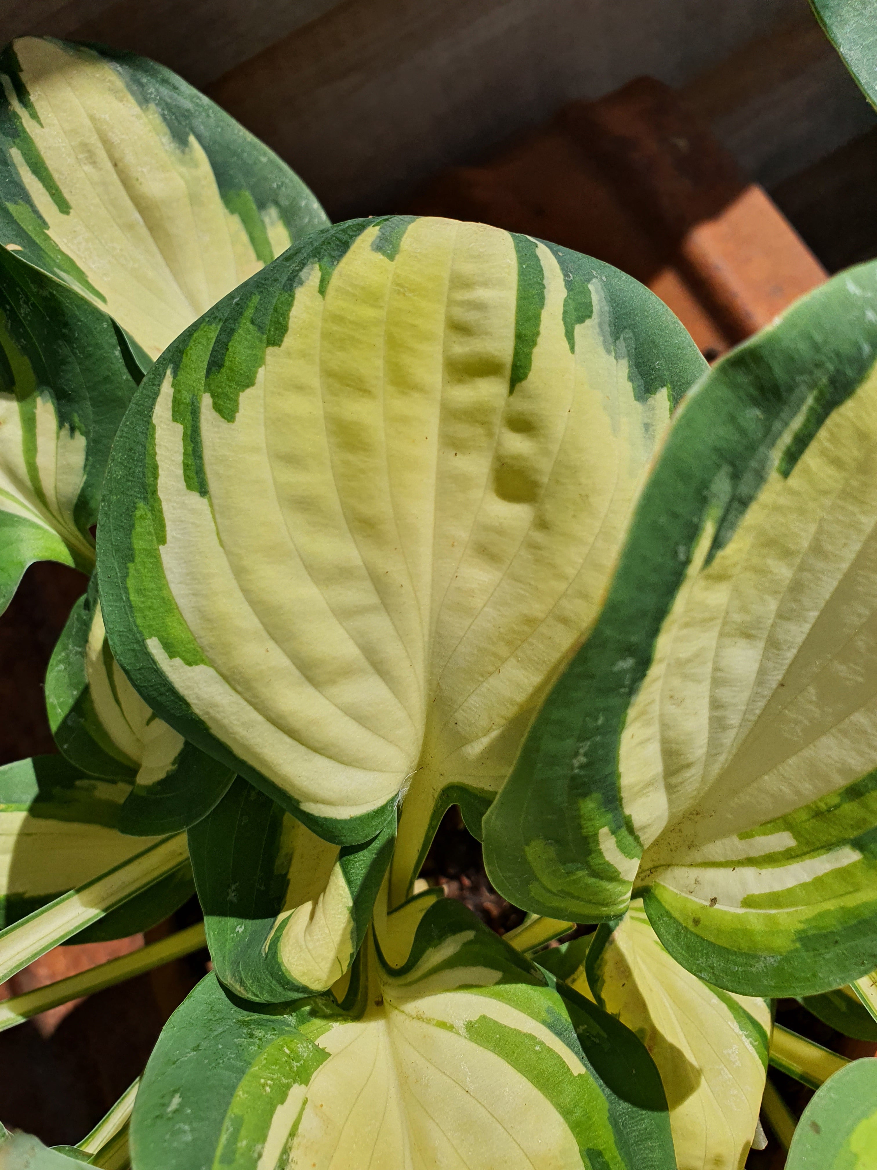 Hosta 'Eleanor Lachman' - New Forest Hostas & Hemerocallis