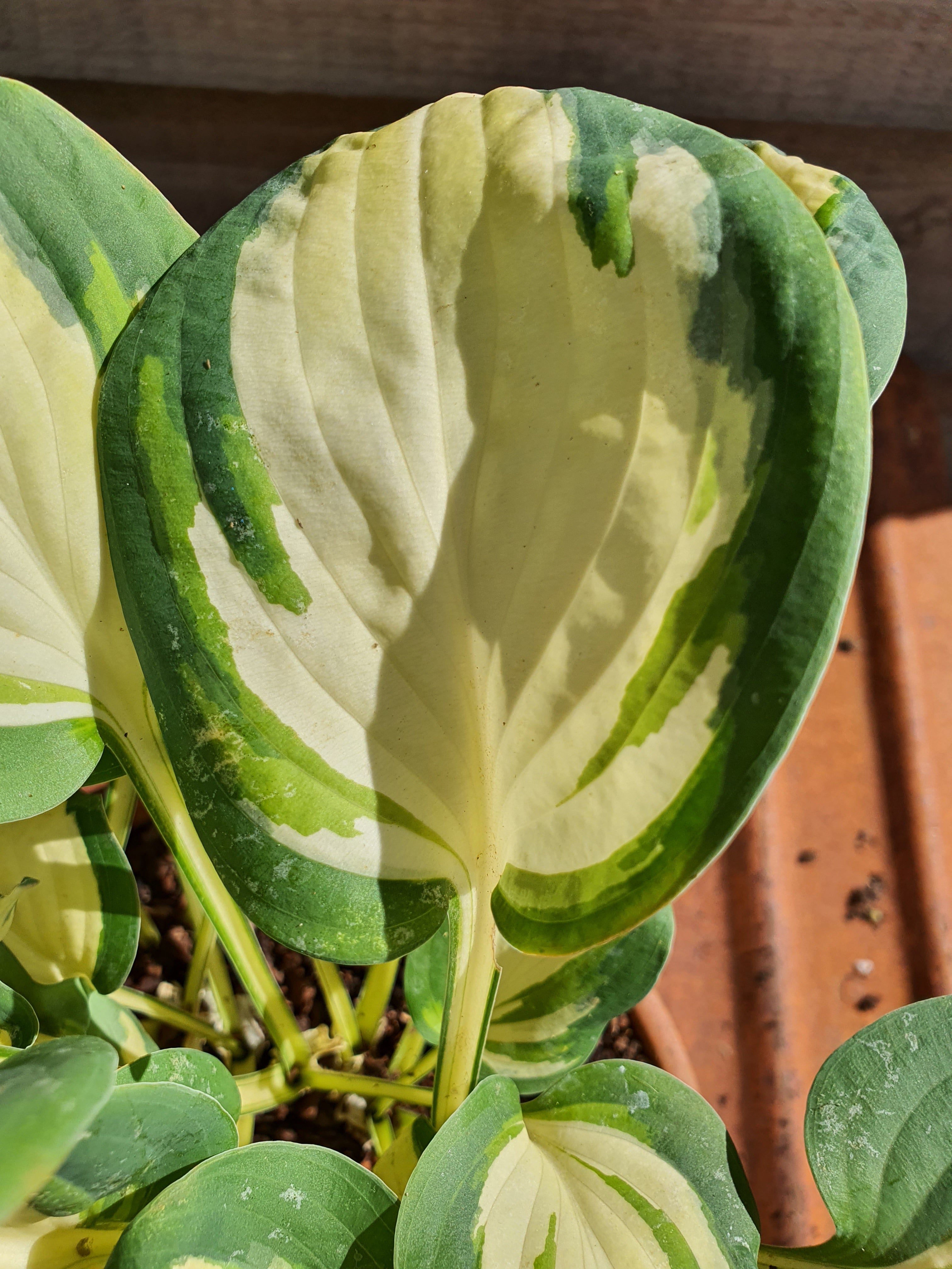 Hosta 'Eleanor Lachman' - New Forest Hostas & Hemerocallis