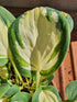 Hosta 'Eleanor Lachman' - New Forest Hostas & Hemerocallis