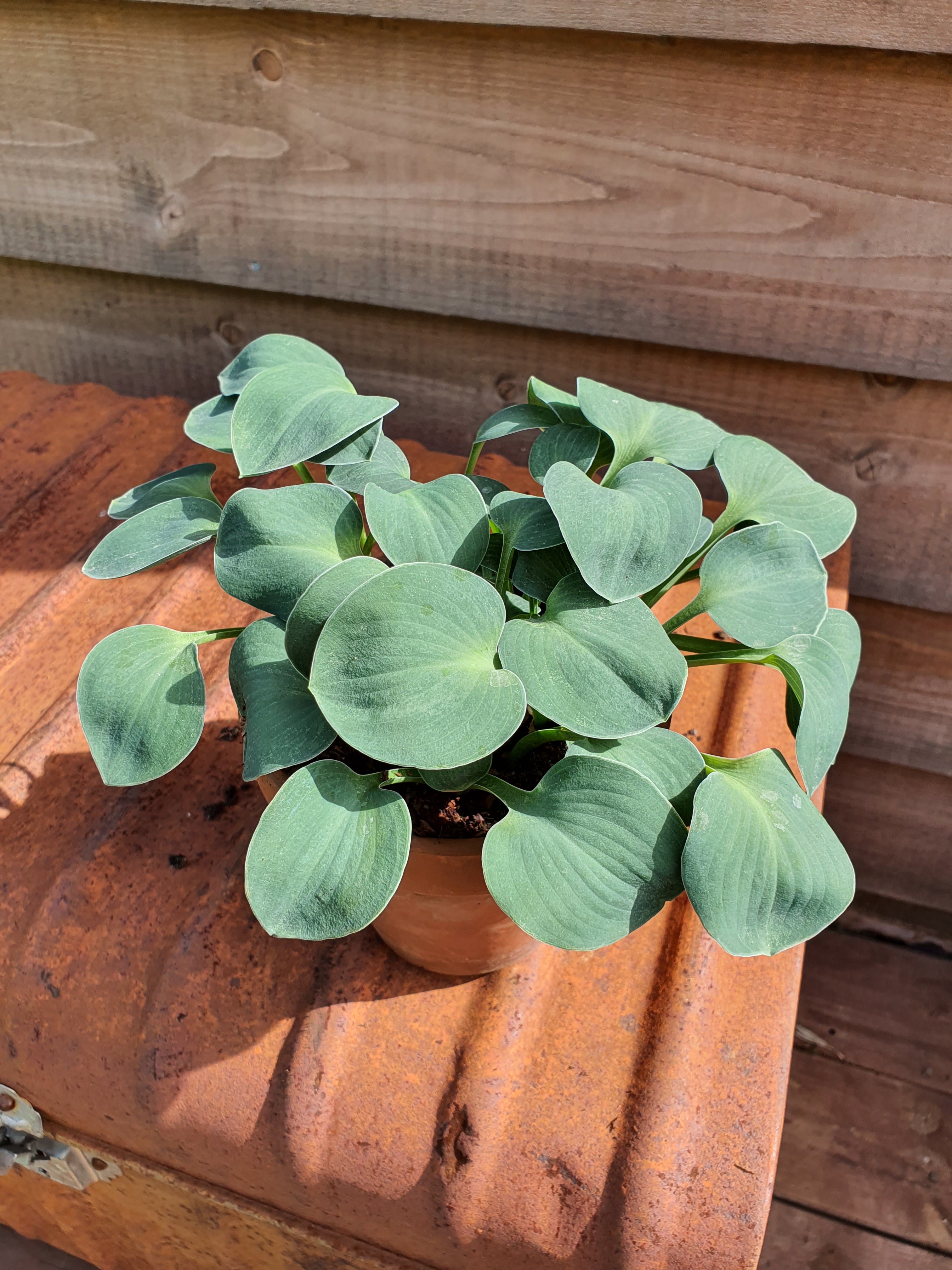 Hosta 'Blue Mouse Ears' - New Forest Hostas & Hemerocallis