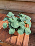 Hosta 'Blue Mouse Ears' - New Forest Hostas & Hemerocallis