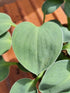 Hosta 'Blue Mouse Ears' - New Forest Hostas & Hemerocallis