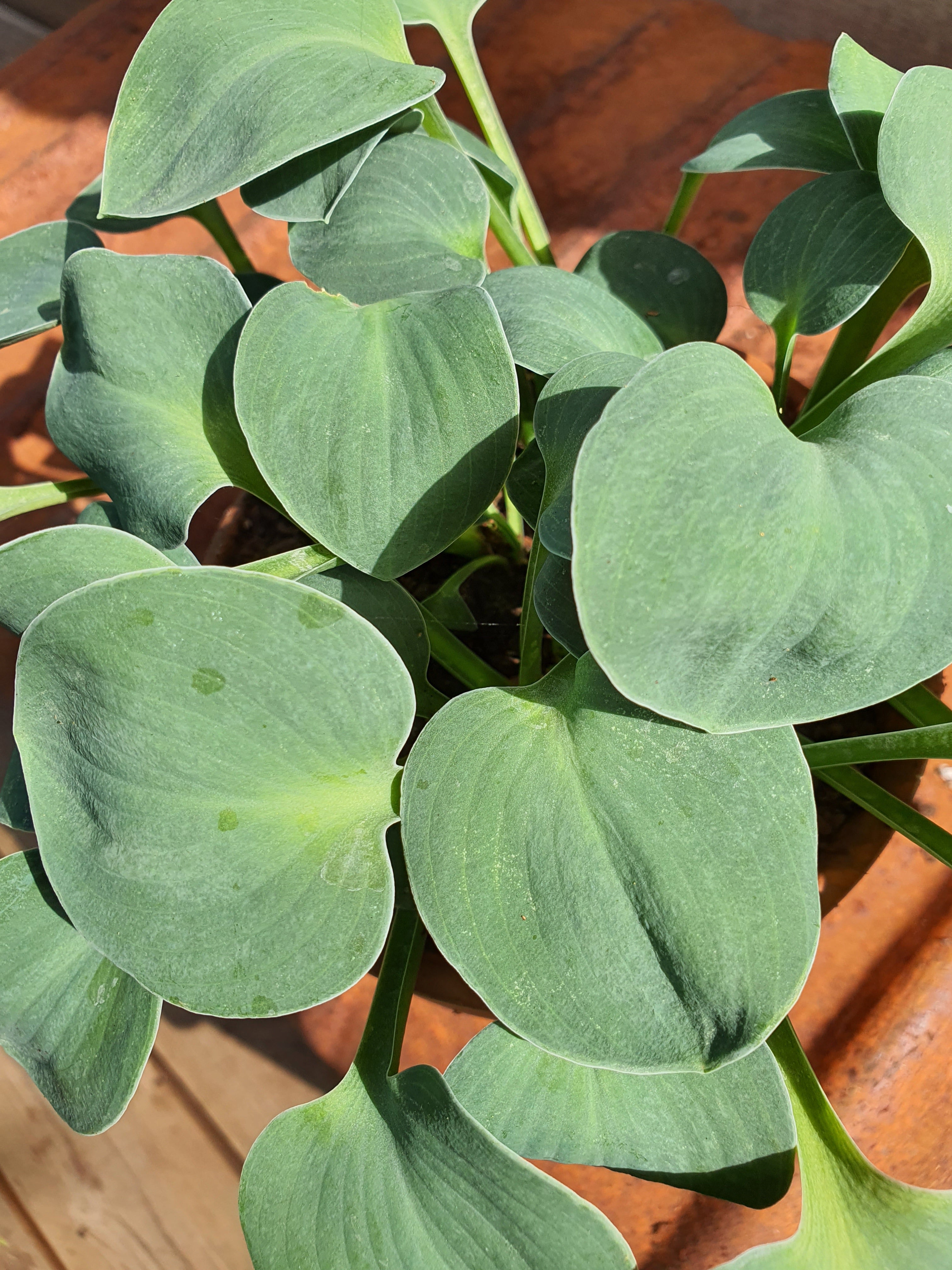 Hosta 'Blue Mouse Ears' - New Forest Hostas & Hemerocallis