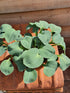 Hosta 'Blue Mouse Ears' - New Forest Hostas & Hemerocallis