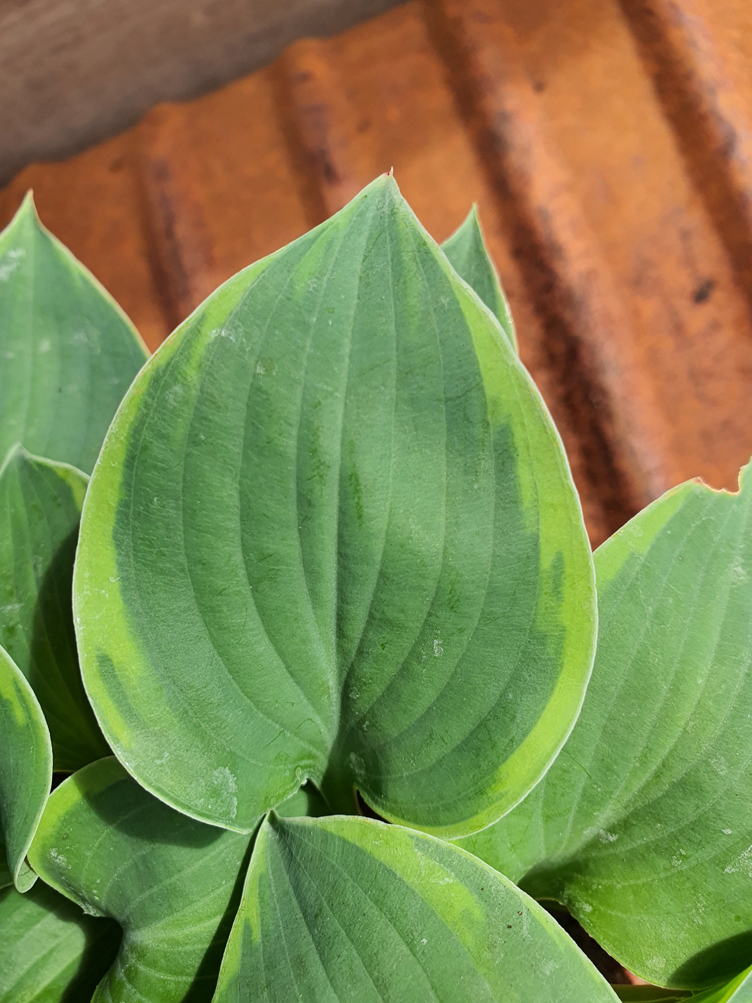 Hosta 'Abby' - New Forest Hostas & Hemerocallis