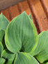 Hosta 'Abby' - New Forest Hostas & Hemerocallis