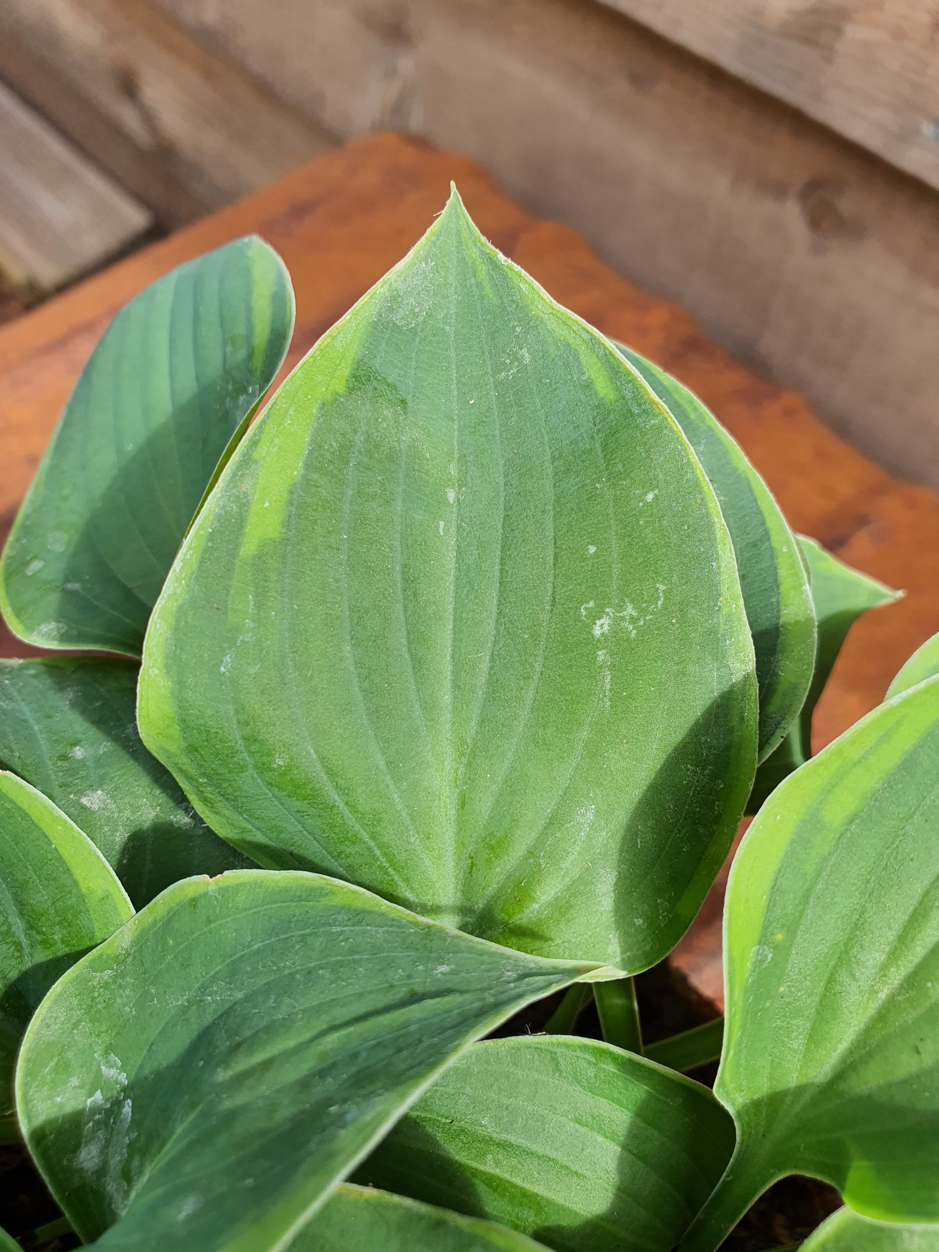Hosta 'Abby' - New Forest Hostas & Hemerocallis