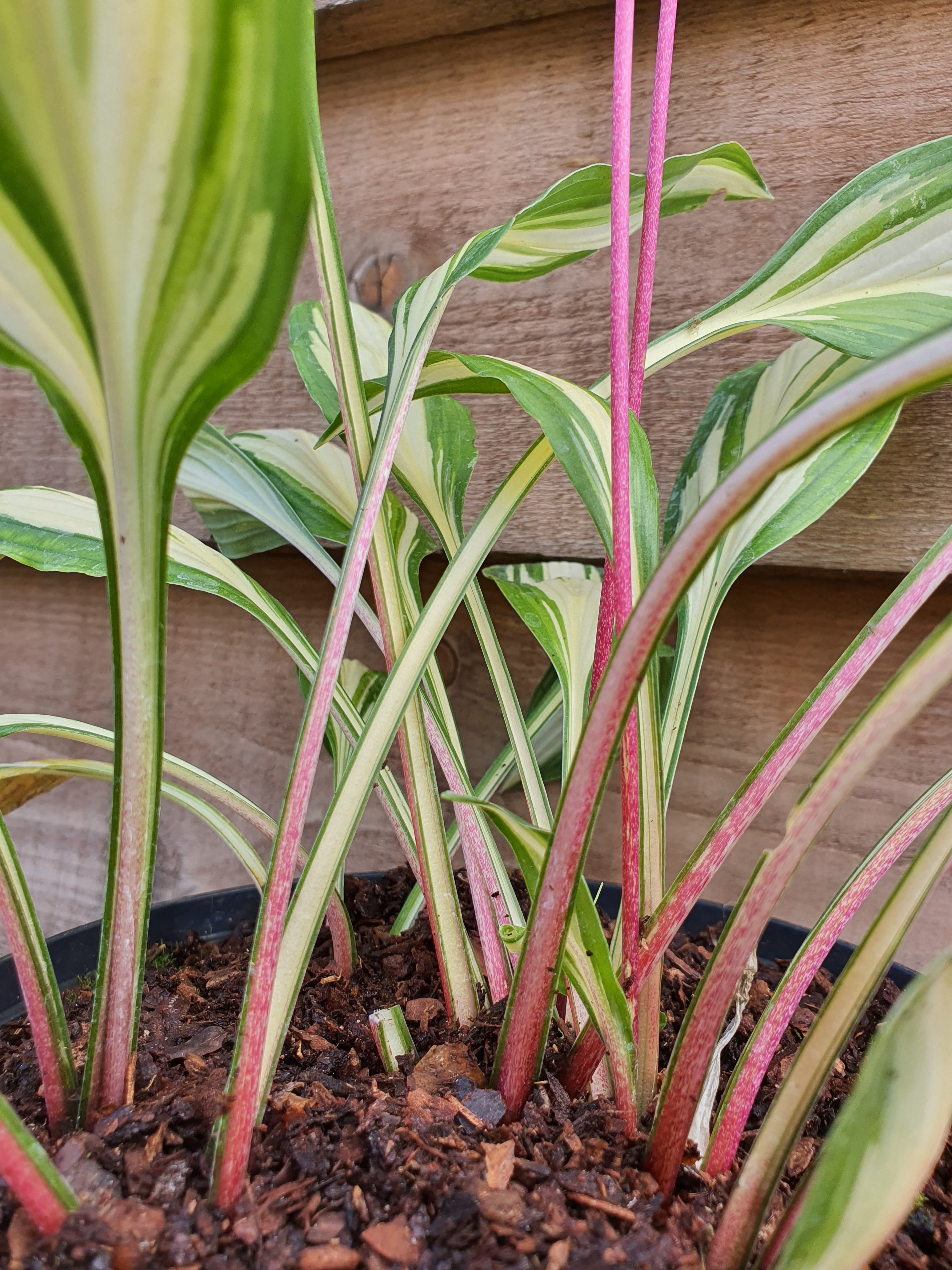 Hosta 'Cherry Berry' - New Forest Hostas & Hemerocallis