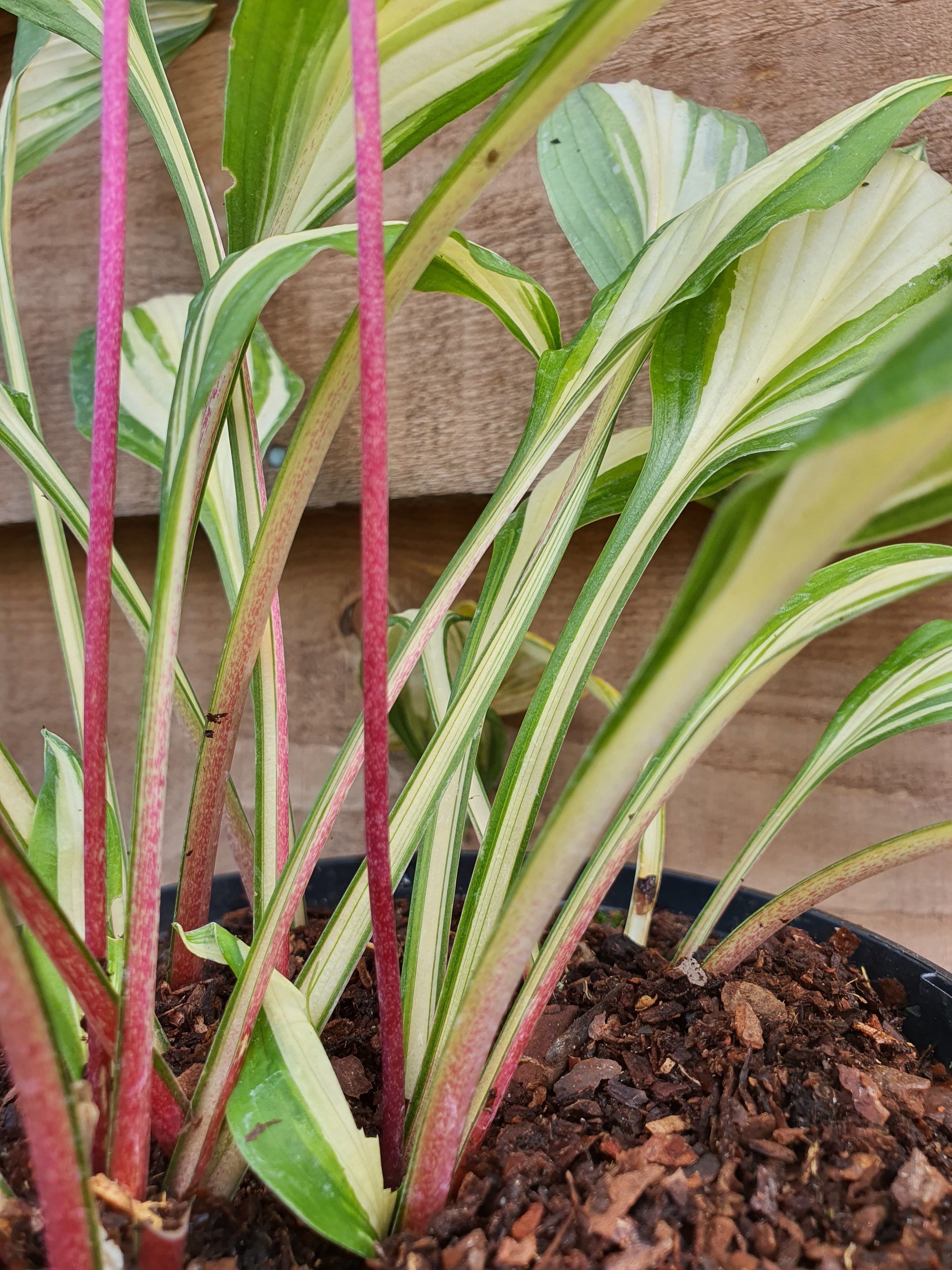 Hosta 'Cherry Berry' - New Forest Hostas & Hemerocallis