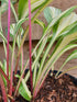 Hosta 'Cherry Berry' - New Forest Hostas & Hemerocallis