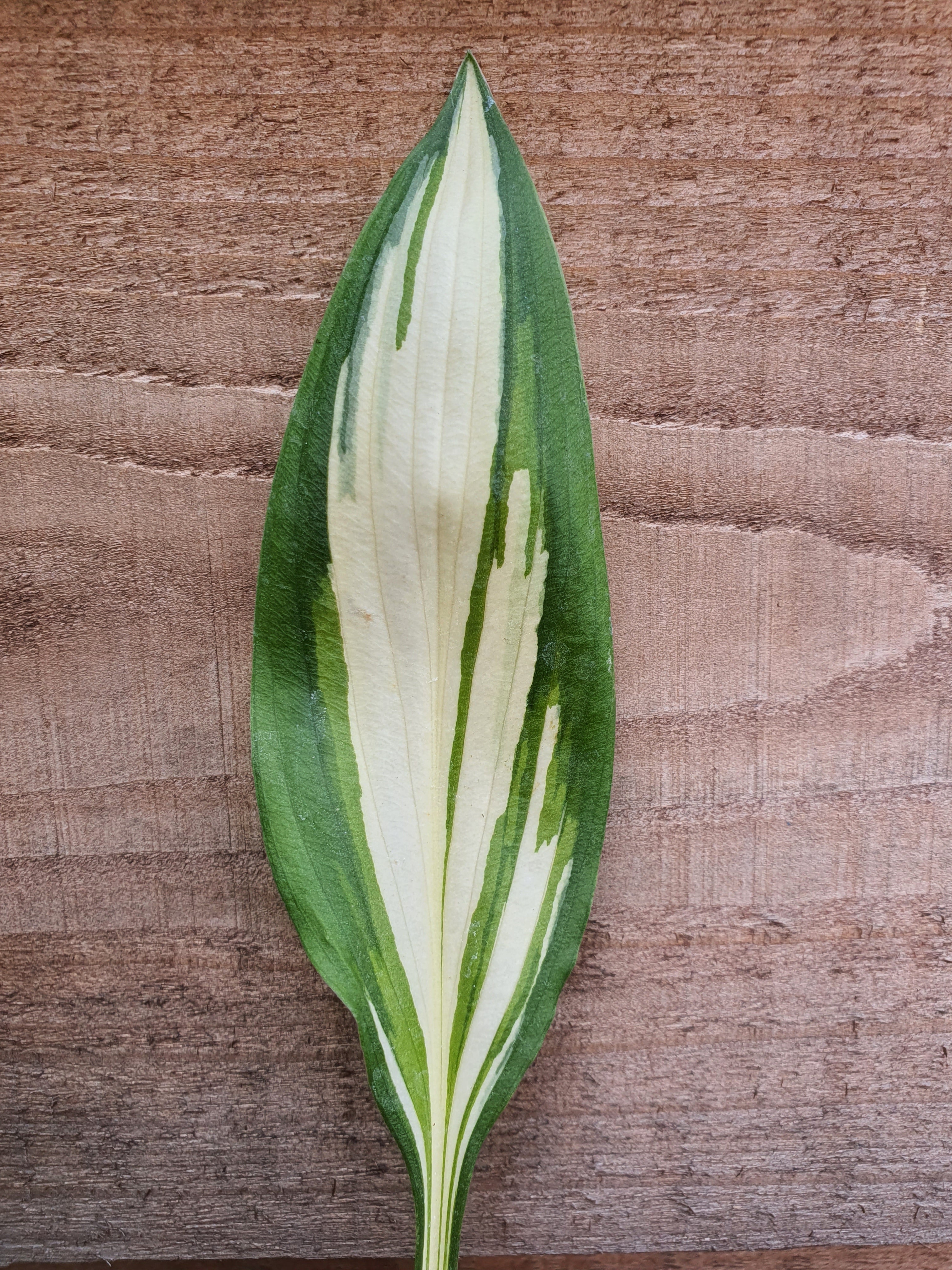 Hosta 'Cherry Berry' - New Forest Hostas & Hemerocallis