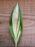 Hosta 'Cherry Berry' - New Forest Hostas & Hemerocallis