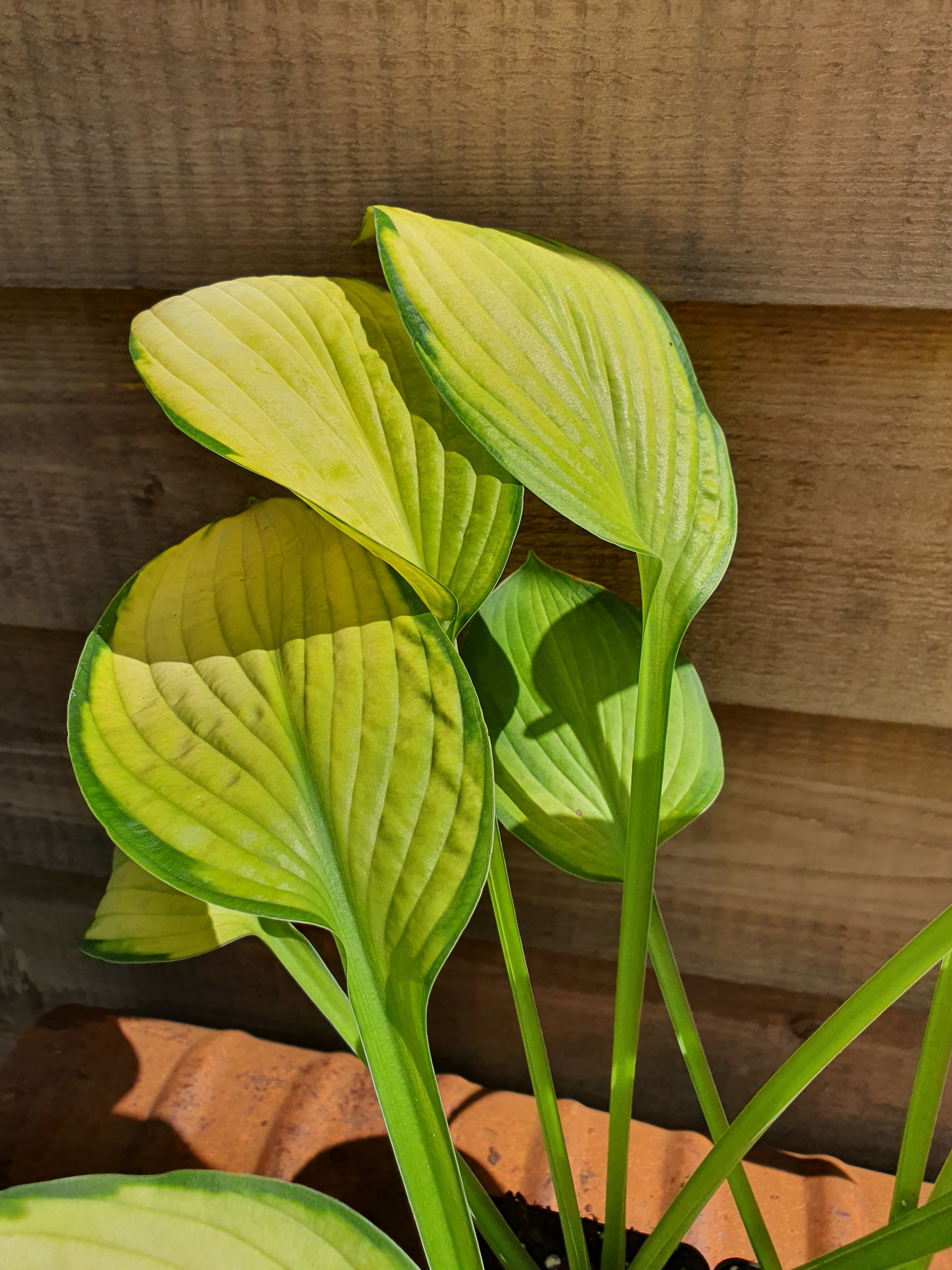 Hosta 'Gold Standard' - New Forest Hostas & Hemerocallis