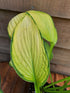 Hosta 'Gold Standard' - New Forest Hostas & Hemerocallis