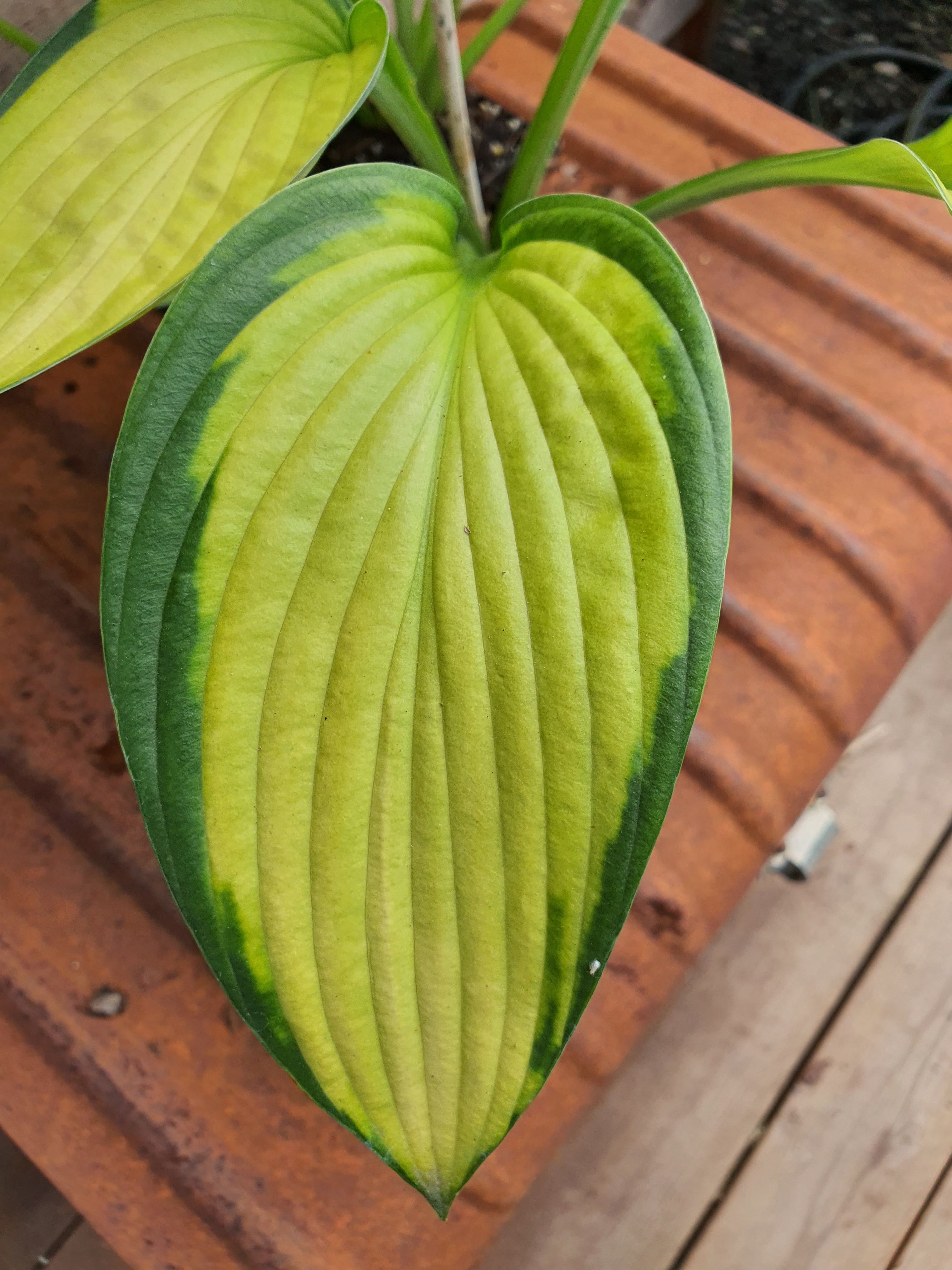 Hosta 'Gold Standard' - New Forest Hostas & Hemerocallis