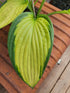 Hosta 'Gold Standard' - New Forest Hostas & Hemerocallis