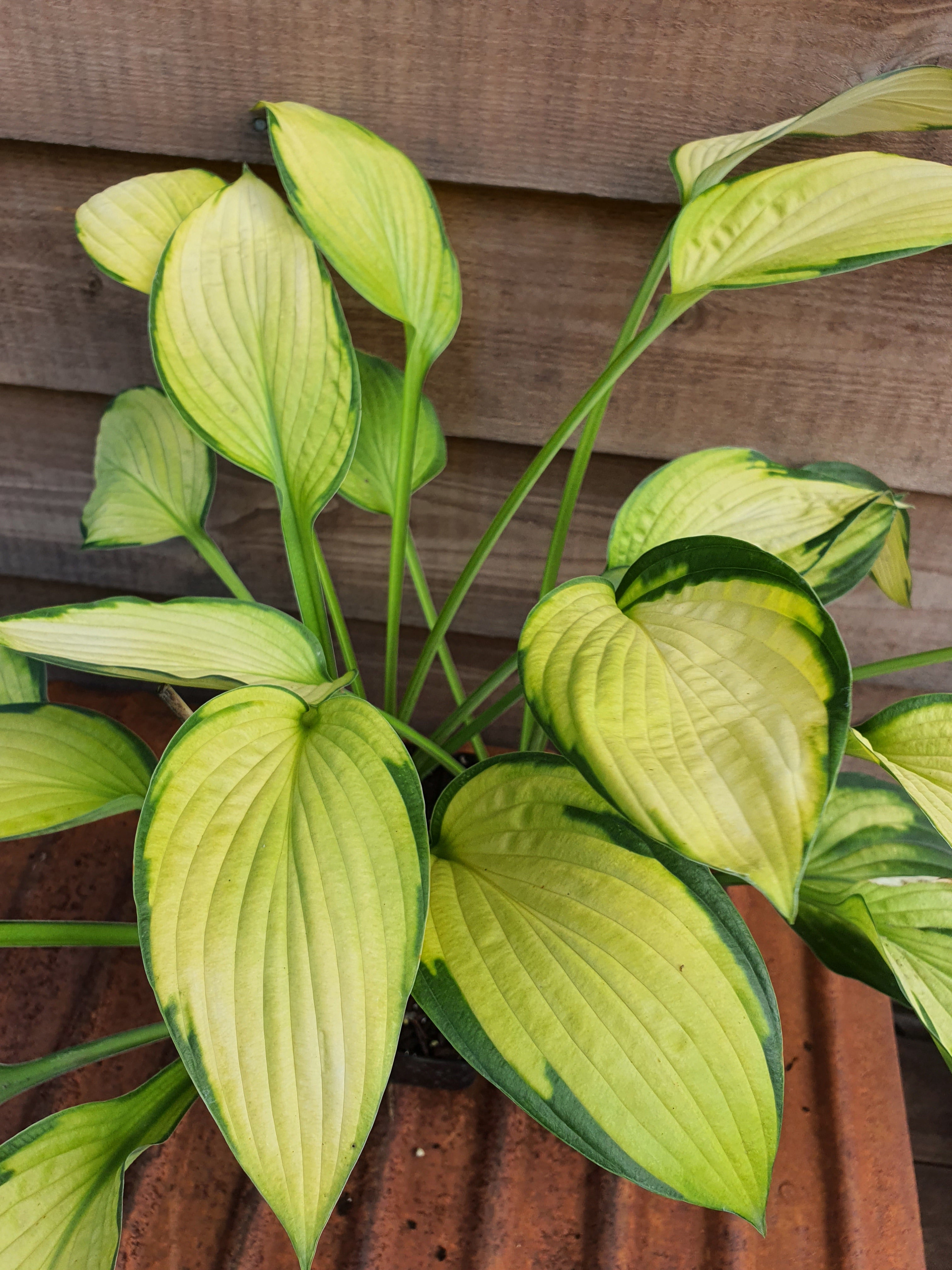 Hosta 'Gold Standard' - New Forest Hostas & Hemerocallis