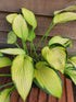 Hosta 'Gold Standard' - New Forest Hostas & Hemerocallis