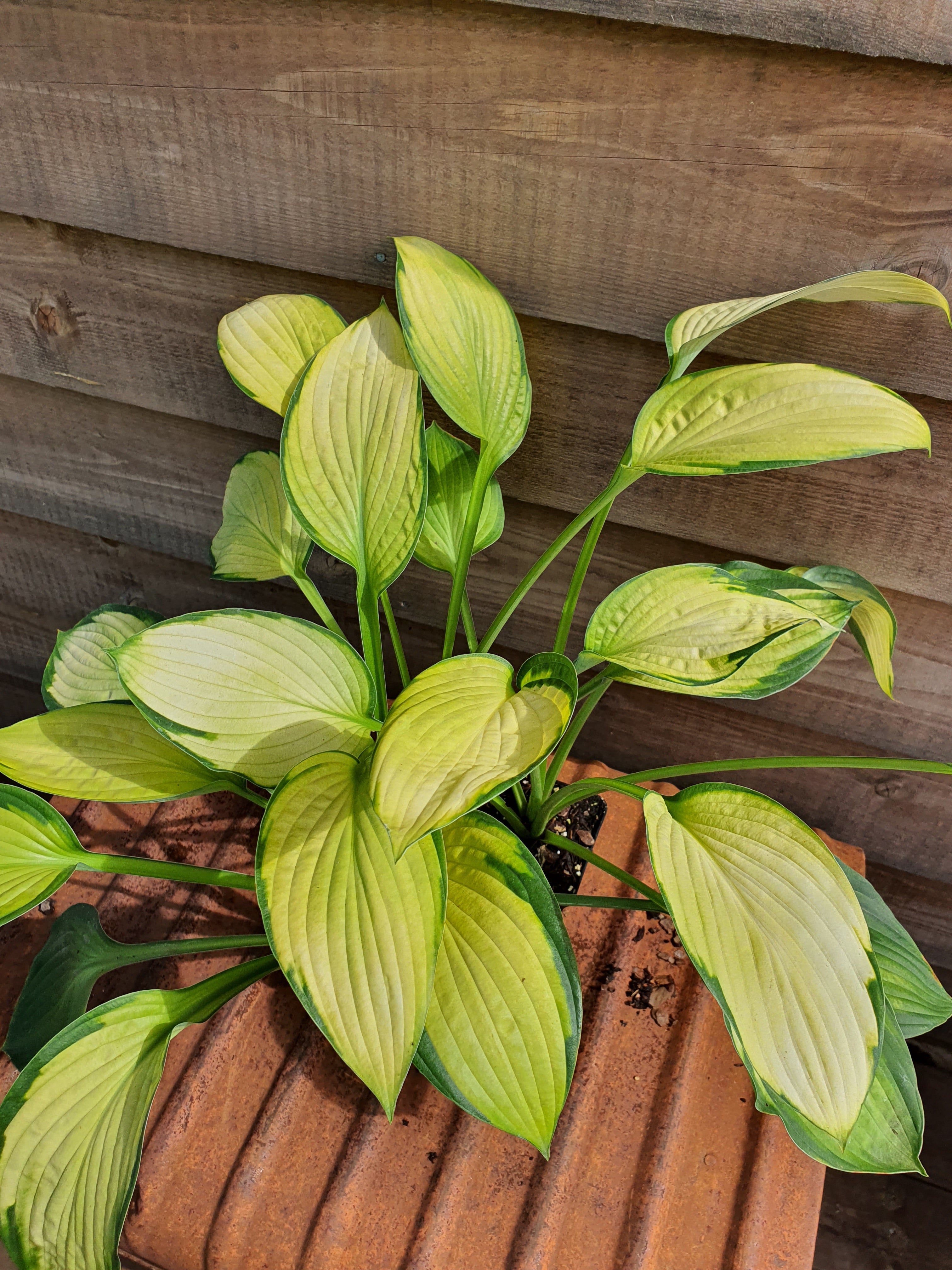 Hosta 'Gold Standard' - New Forest Hostas & Hemerocallis