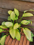 Hosta 'Gold Standard' - New Forest Hostas & Hemerocallis