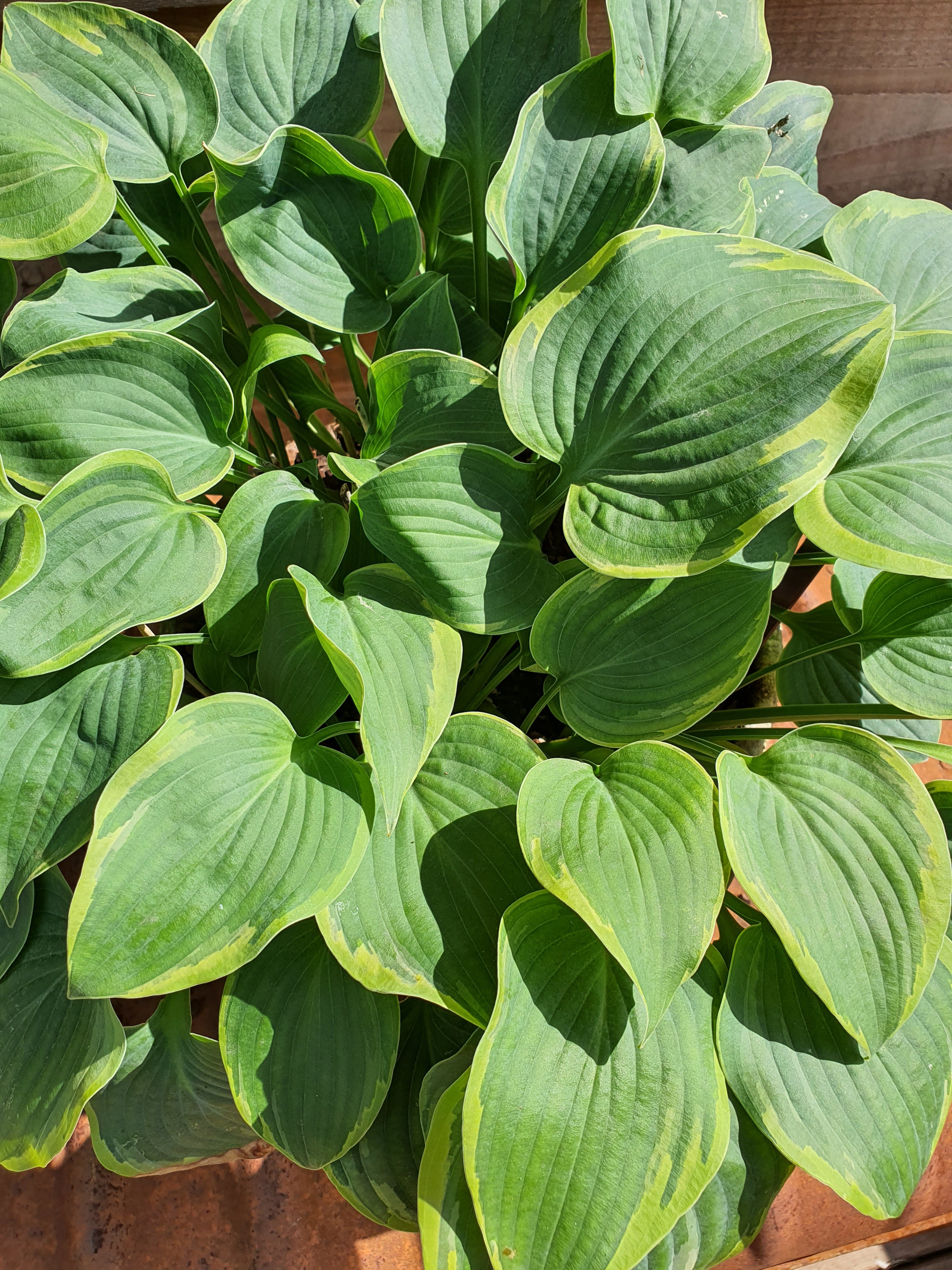 Hosta 'Toy Soldier' - New Forest Hostas & Hemerocallis