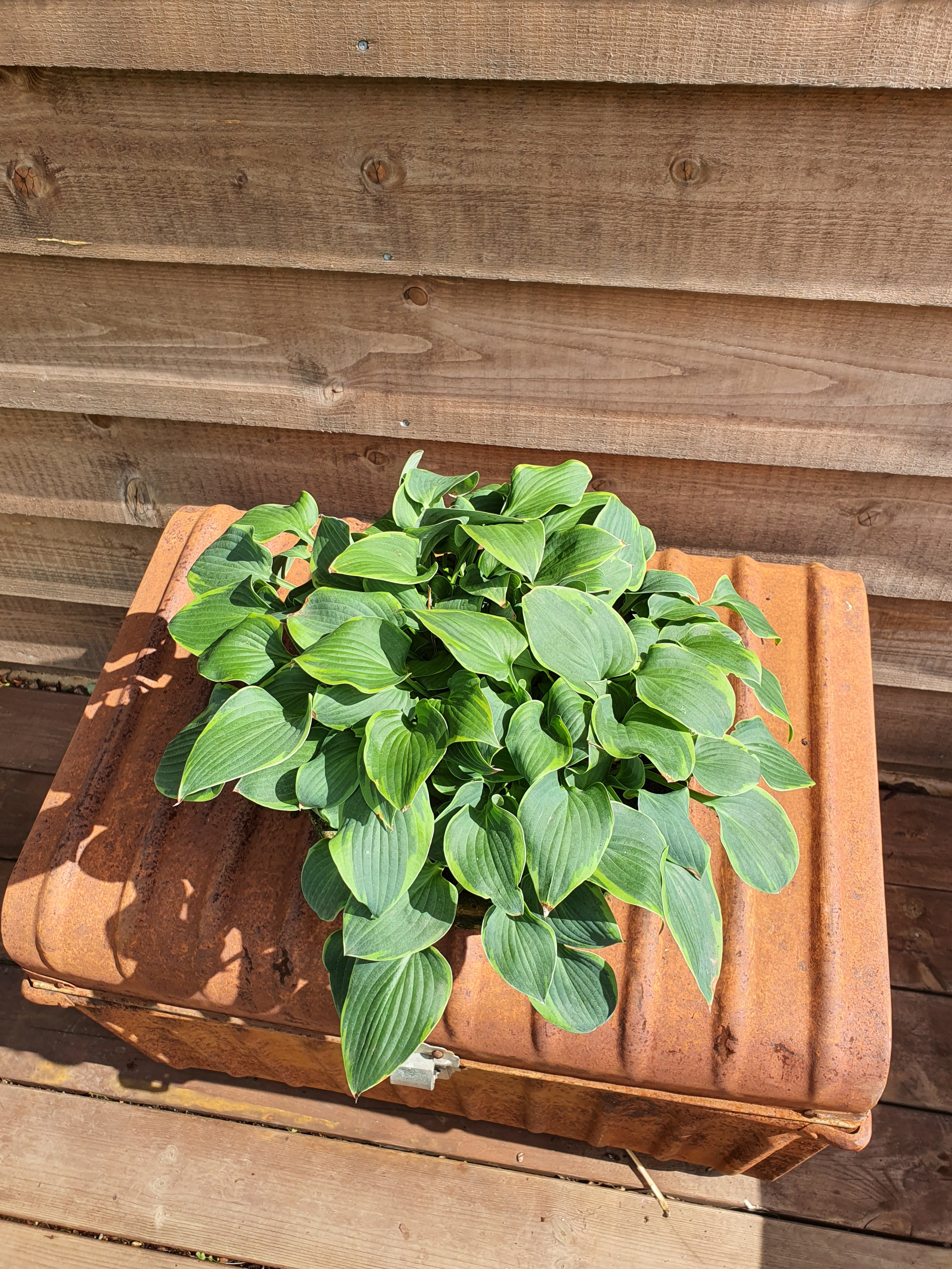 Hosta 'Abby' - New Forest Hostas & Hemerocallis