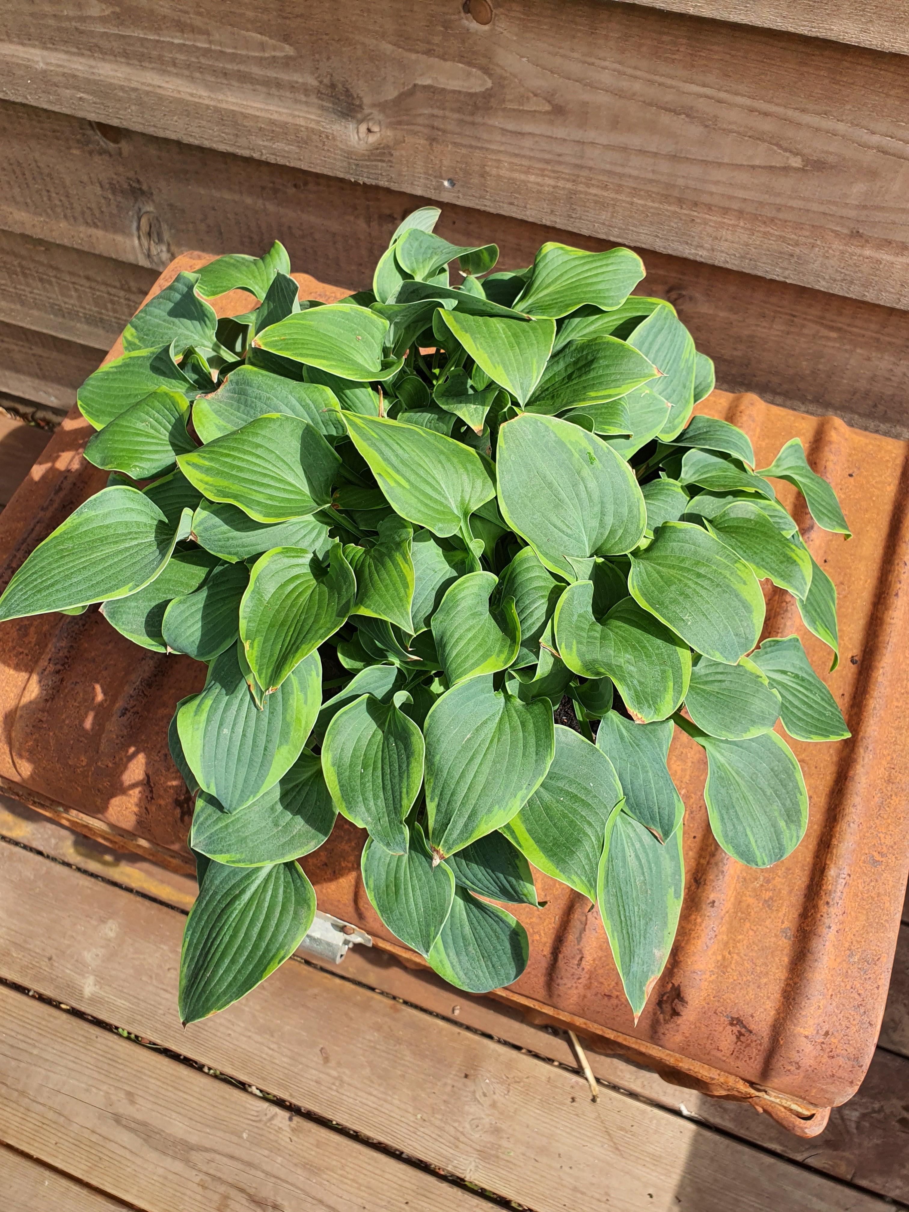 Hosta 'Abby' - New Forest Hostas & Hemerocallis