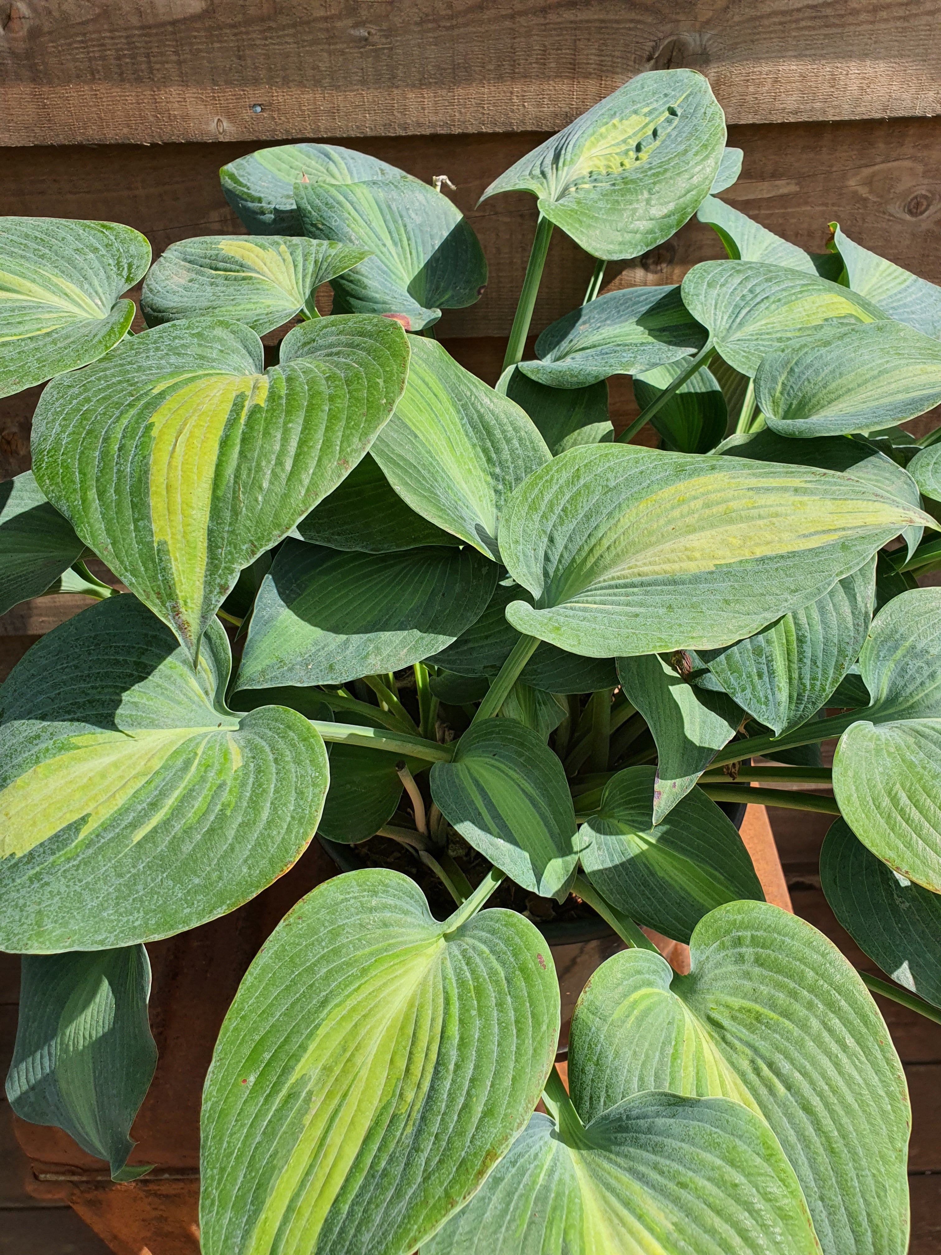 Hosta 'Grand Marquee' - New Forest Hostas & Hemerocallis