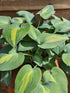 Hosta 'Grand Marquee' - New Forest Hostas & Hemerocallis