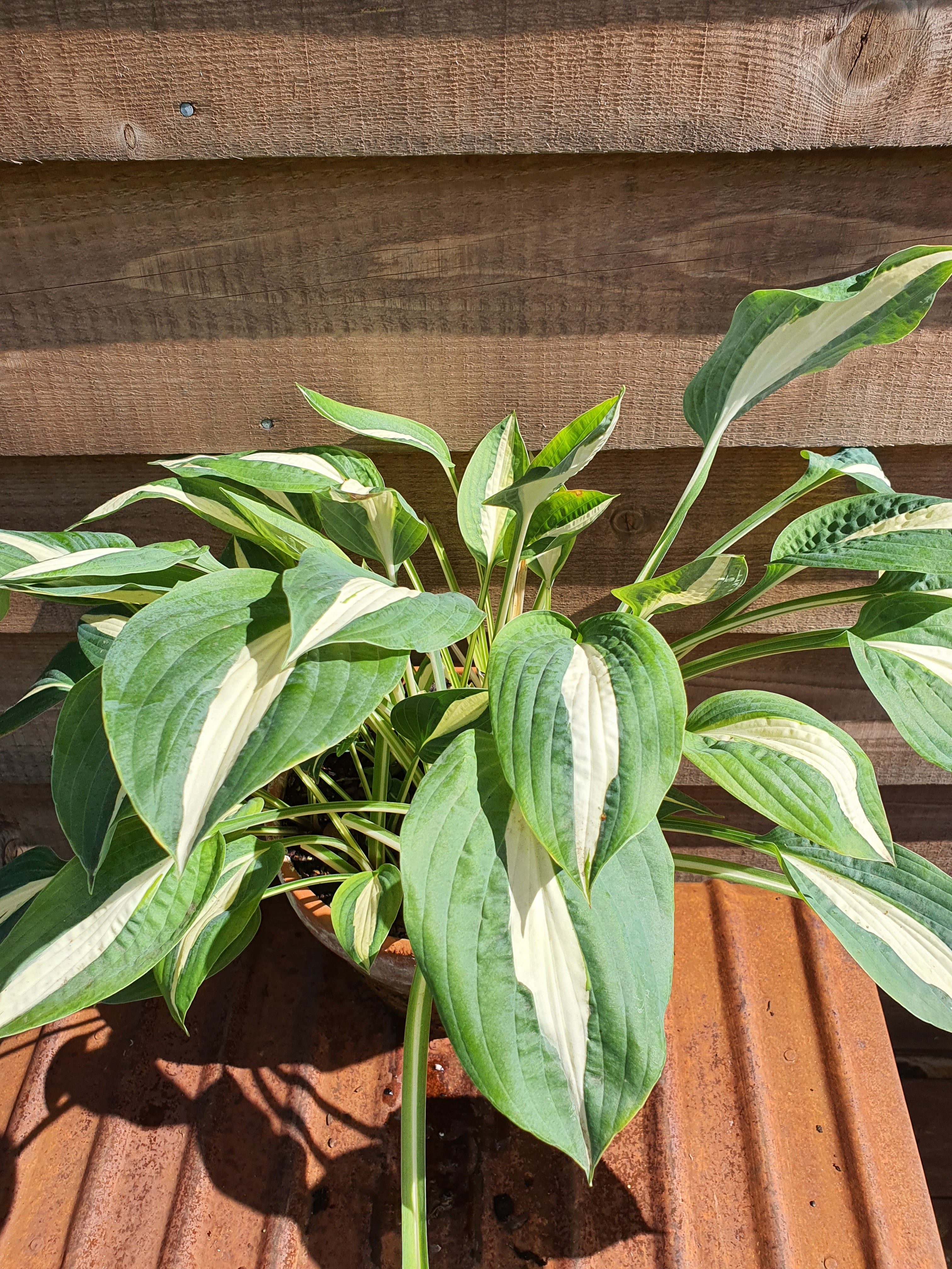 Hosta 'Pin-Up' - New Forest Hostas & Hemerocallis