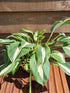 Hosta 'Pin-Up' - New Forest Hostas & Hemerocallis