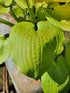 Hosta 'Glad Tidings' - New Forest Hostas & Hemerocallis